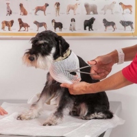 Practicas-Curso-Auxiliar-Veterinaria-07