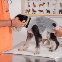 Practicas-Curso-Auxiliar-Veterinaria-11