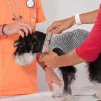 Practicas-Curso-Auxiliar-Veterinaria-18