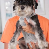 Practicas-Curso-Auxiliar-Veterinaria-19