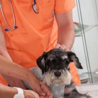 Practicas-Curso-Auxiliar-Veterinaria-31