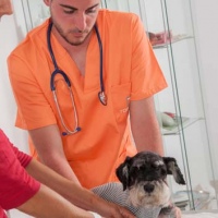 Practicas-Curso-Auxiliar-Veterinaria-32