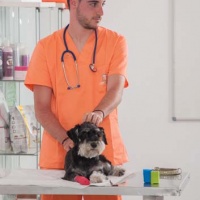 Practicas-Curso-Auxiliar-Veterinaria-42