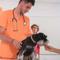 Practicas-Curso-Auxiliar-Veterinaria-72