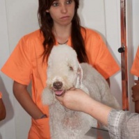 Practicas-Curso-Peluqueria-Canina-07