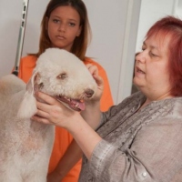 Practicas-Curso-Peluqueria-Canina-24-580x385