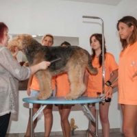 Practicas-Curso-Peluqueria-Canina-28-580x385