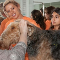 Practicas-Curso-Peluqueria-Canina-29-580x385