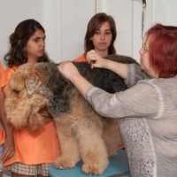 Practicas-Curso-Peluqueria-Canina-31-580x385