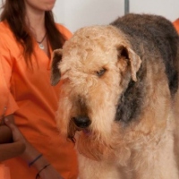 Practicas-Curso-Peluqueria-Canina-33-580x385