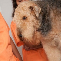 Practicas-Curso-Peluqueria-Canina-36-580x385