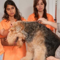 Practicas-Curso-Peluqueria-Canina-39