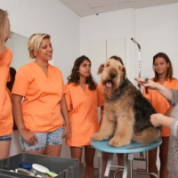 Practicas-Curso-Peluqueria-Canina-44-580x385