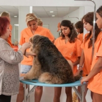 Practicas-Curso-Peluqueria-Canina-48-580x385
