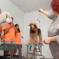 Practicas-Curso-Peluqueria-Canina-51-580x385