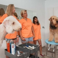 Practicas-Curso-Peluqueria-Canina-52-580x385