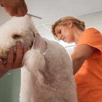 Practicas-Curso-Peluqueria-Canina-59-580x385