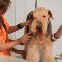 Practicas-Curso-Peluqueria-Canina-66-580x385
