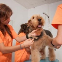 Practicas-Curso-Peluqueria-Canina-67-580x385