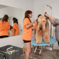 Practicas-Curso-Peluqueria-Canina-69-580x385
