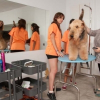 Practicas-Curso-Peluqueria-Canina-70-580x385