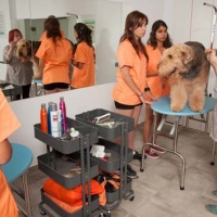 Practicas-Curso-Peluqueria-Canina-73