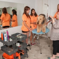 Practicas-Curso-Peluqueria-Canina-74-580x385