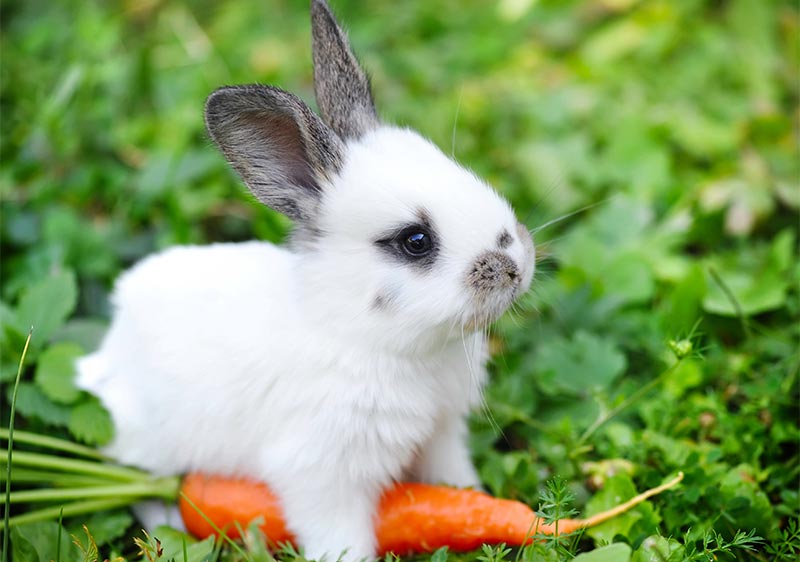Nuevas mascotas: El conejo - TOP aul@ Salud