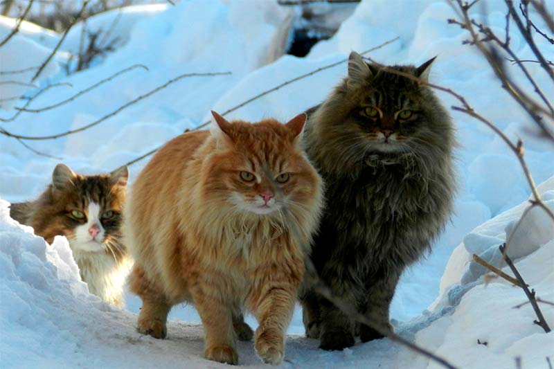 ¿Conoces el gato llamado bosque de Noruega? - TOP aul@ Salud