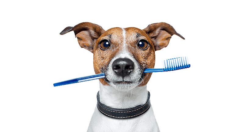 limpiar los dientes a los perros - TOP aul@ Salud
