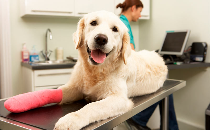 6 consejos si tu mascota sufre una fractura - TOP aul@ Salud