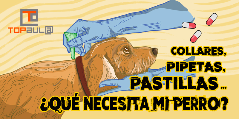Collares, pipetas, pastillas... ¿Qué necesita mi perro? - www.topaulasalud.com