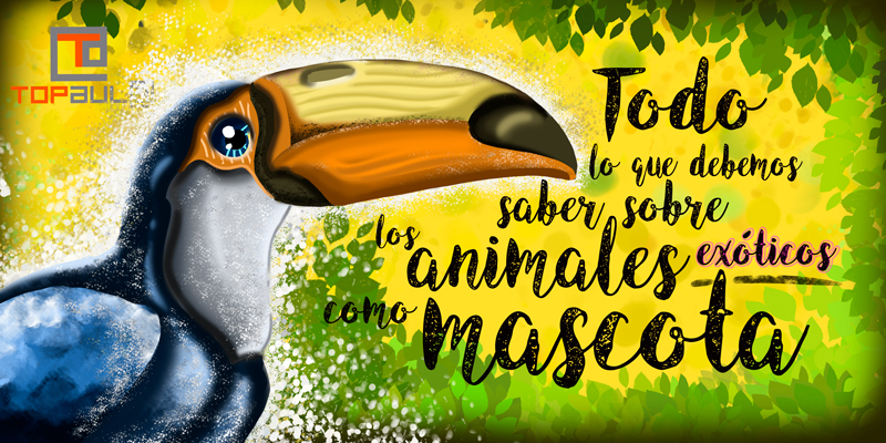 Todo lo que debemos saber sobre los animales exóticos como mascota - www.topaula.com