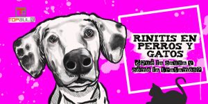 Rinitis en perros y gatos: ¿Qué la causa y cómo la tratamos? - www.topaula.com